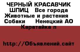 ЧЕРНЫЙ КРАСАВЧИК ШПИЦ - Все города Животные и растения » Собаки   . Ненецкий АО,Каратайка п.